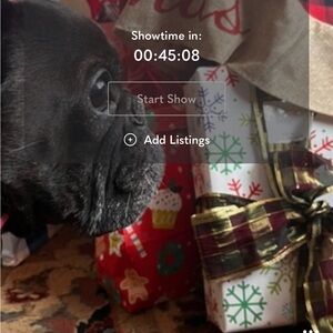 Silent Share Pet Auction. 12:00 CST today!